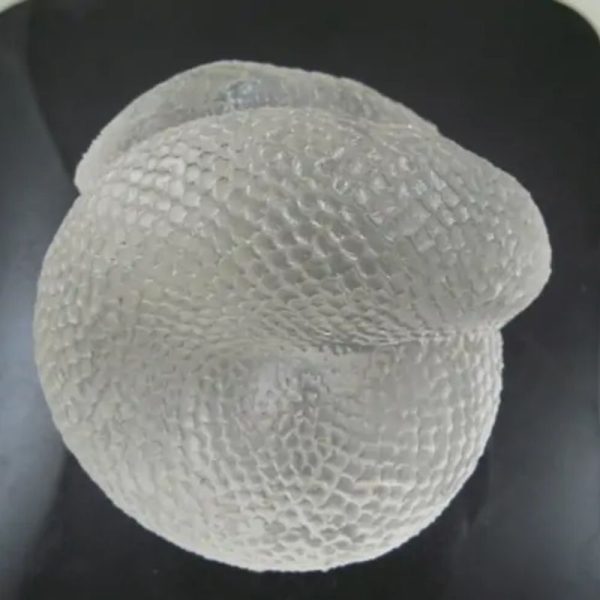 Snake Fossil - SF 72 (Crystal)