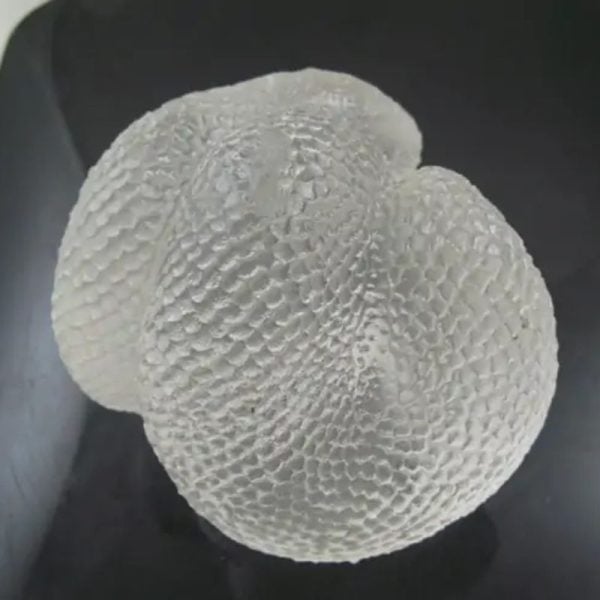 Snake Fossil - SF 72 (Crystal)