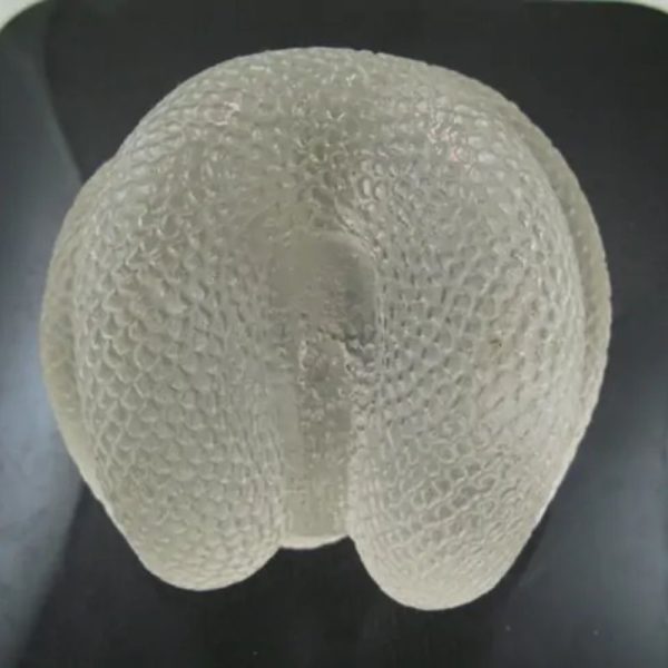 Snake Fossil - SF 73 (Crystal)