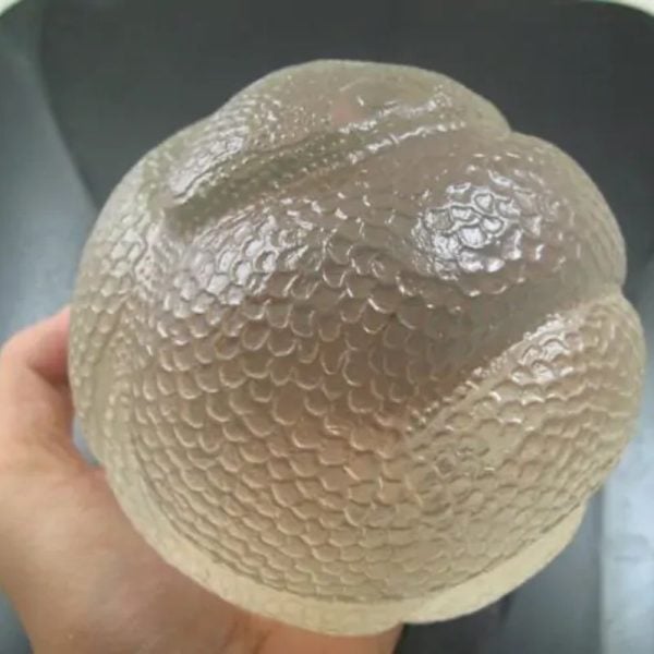 Snake Fossil - SF 76 (Crystal)