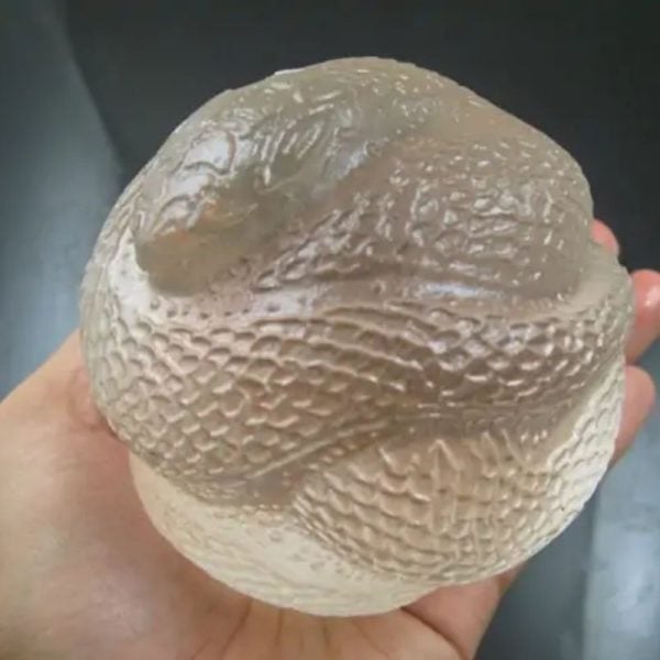Snake Fossil - SF 81 (Crystal)