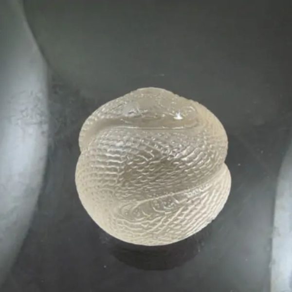 Snake Fossil - SF 81 (Crystal) - Image 5