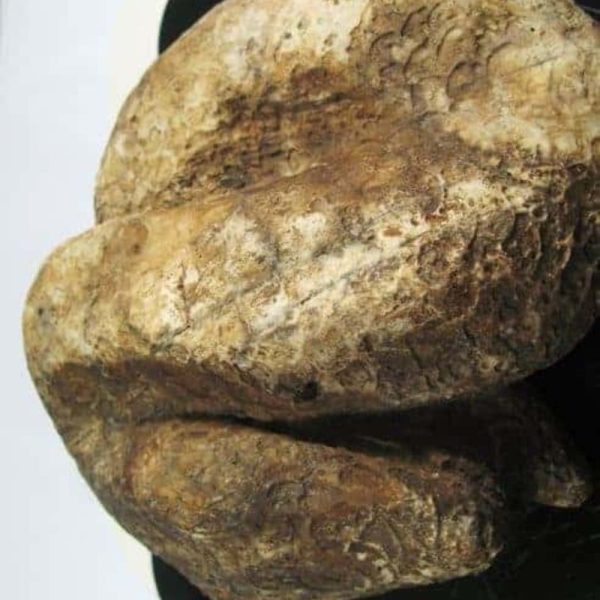 Snake Fossil - SF 41