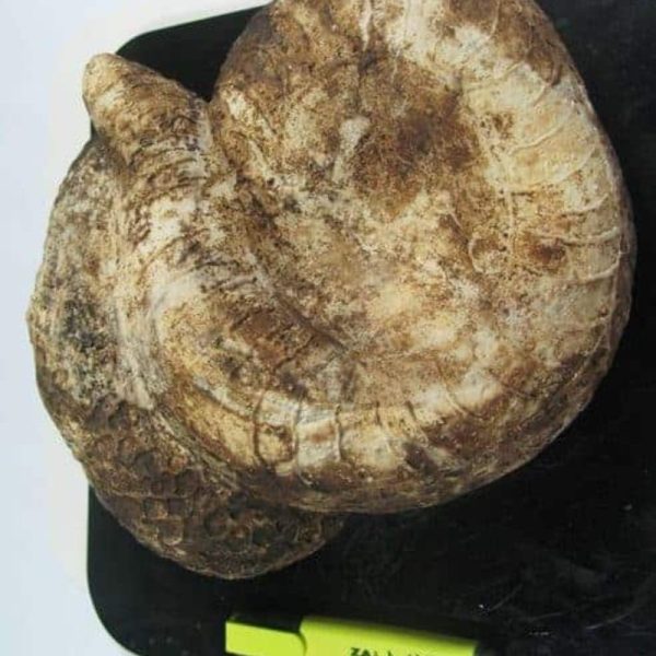 Snake Fossil - SF 41