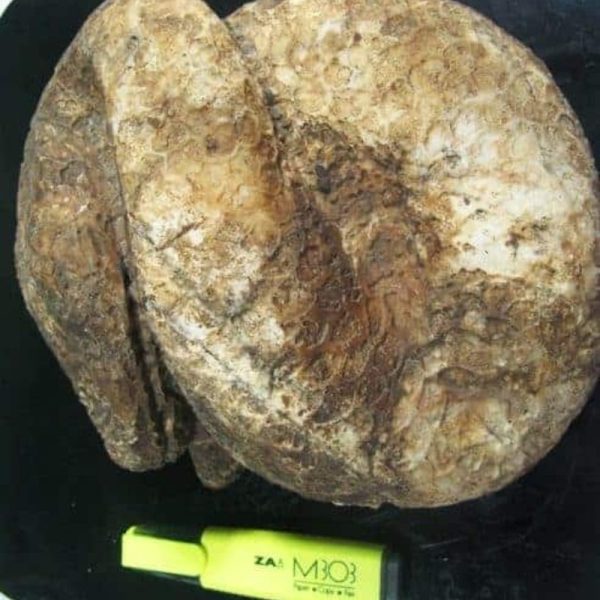 Snake Fossil - SF 41