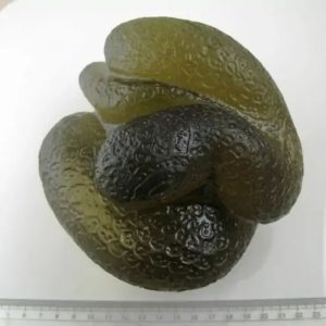 Snake Fossil - SF 38