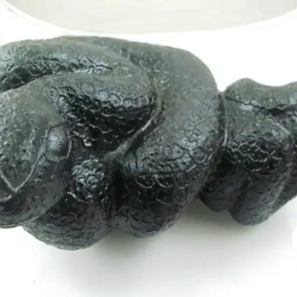 Snake Fossil - SF 34