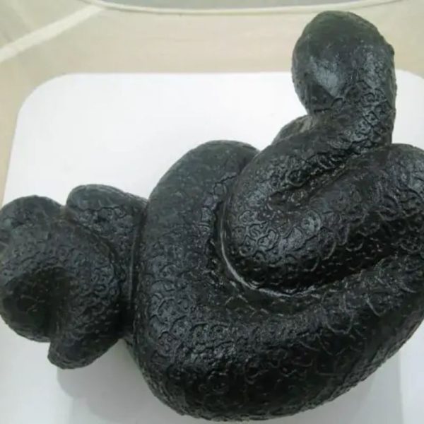 Snake Fossil - SF 34 - Image 3
