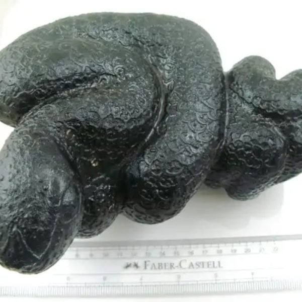 Snake Fossil - SF 34