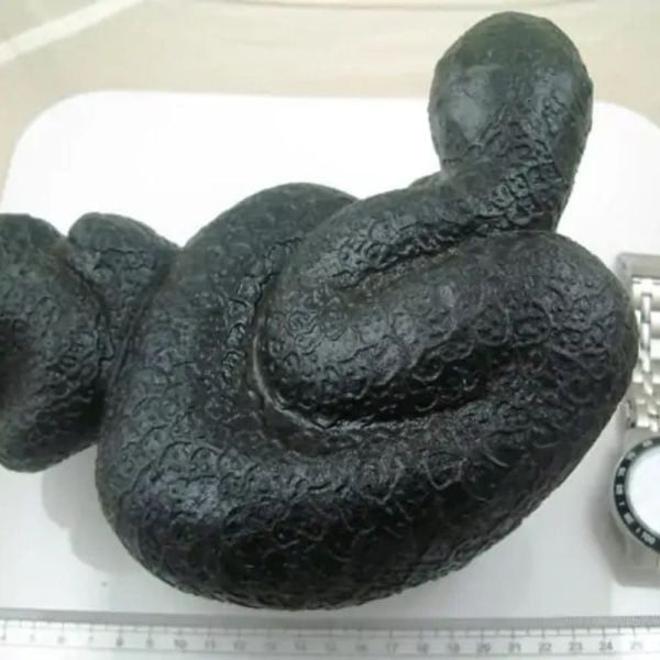 Snake Fossil - SF 34