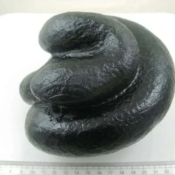 Snake Fossil - SF 31