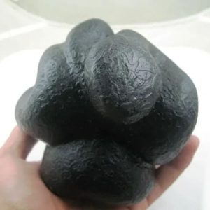 Snake Fossil - SF 30