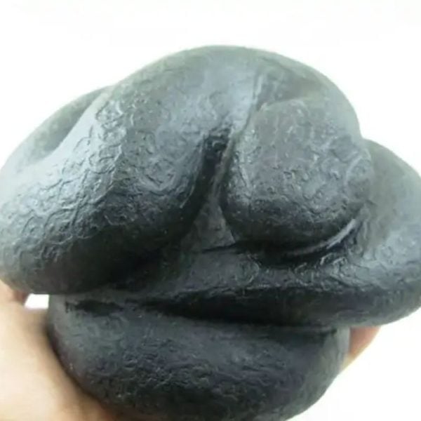 Snake Fossil - SF 26