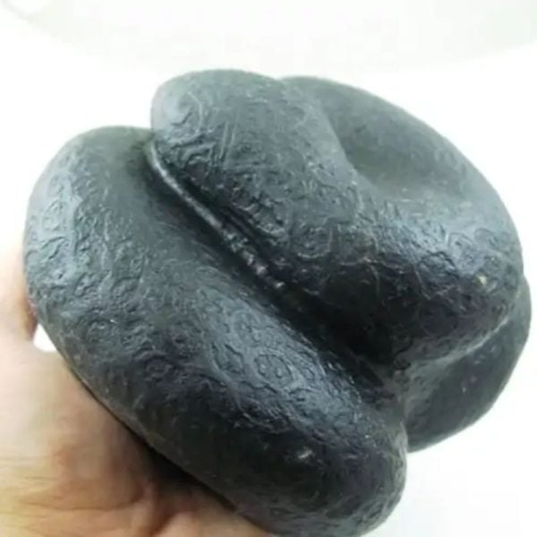 Snake Fossil - SF 26