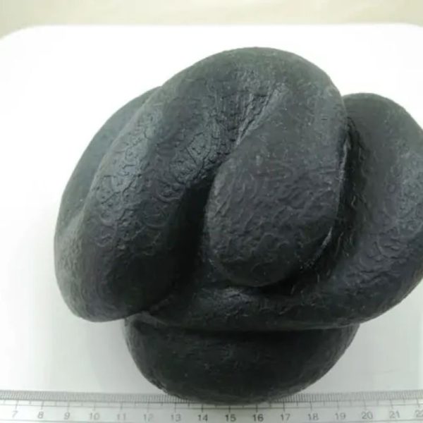 Snake Fossil - SF 26