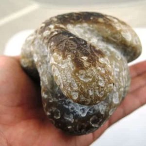 Snake Fossil - SF 25