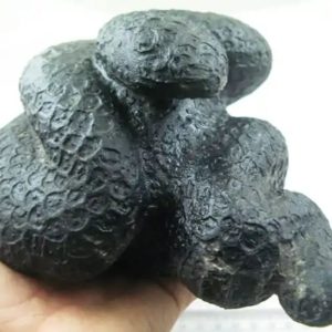 Snake Fossil - SF 24