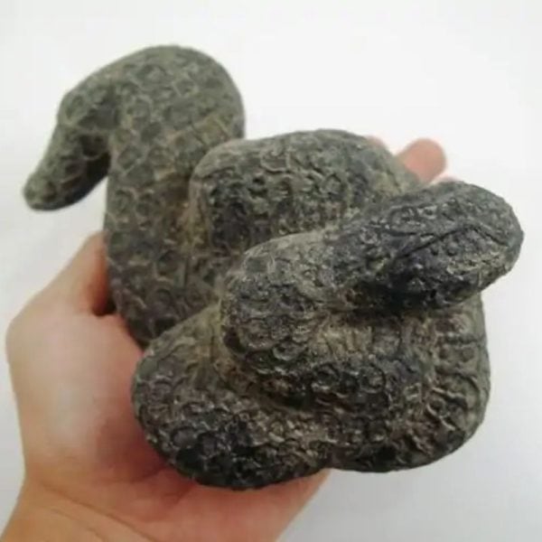 Snake Fossil - SF 18