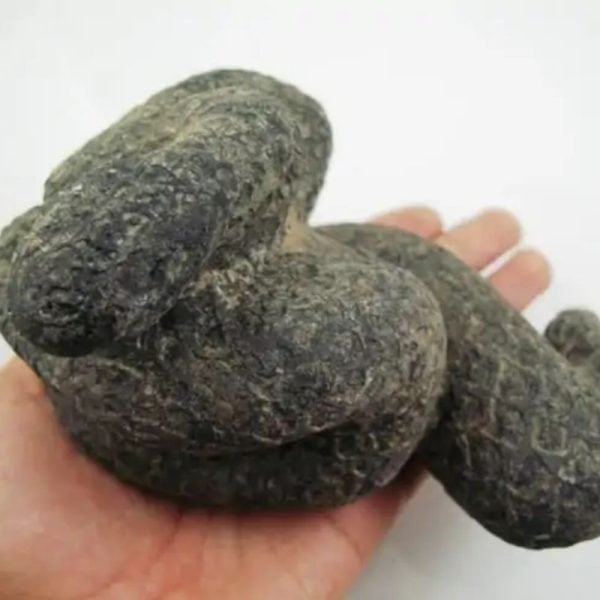 Snake Fossil - SF 18