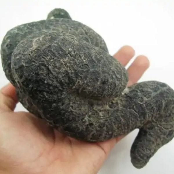 Snake Fossil - SF 18