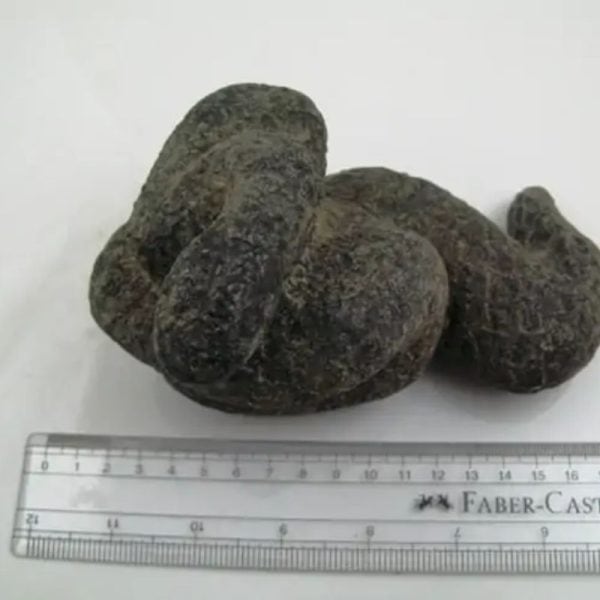 Snake Fossil - SF 18