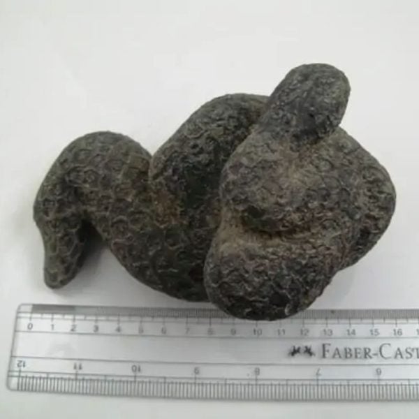 Snake Fossil - SF 18