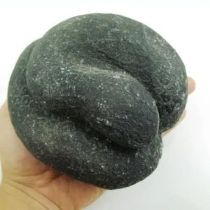 Snake Fossil - SF 17