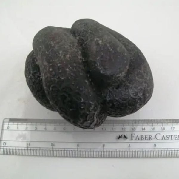 Snake Fossil - SF 17