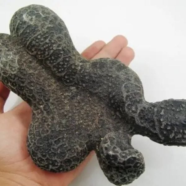 Snake Fossil - SF 16