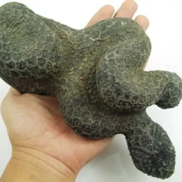 Snake Fossil - SF 16