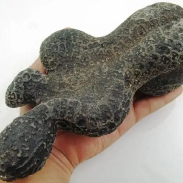 Snake Fossil - SF 16