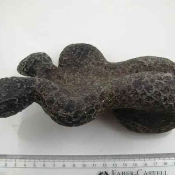 Snake Fossil - SF 16