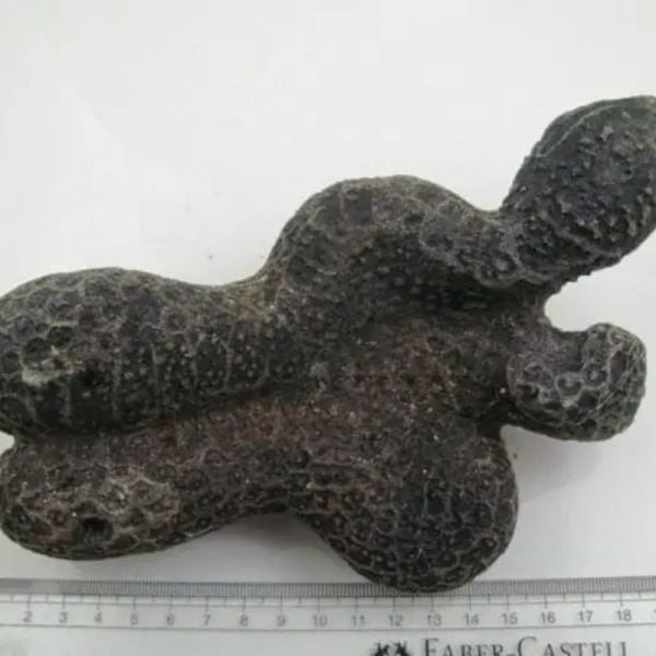 Snake Fossil - SF 16