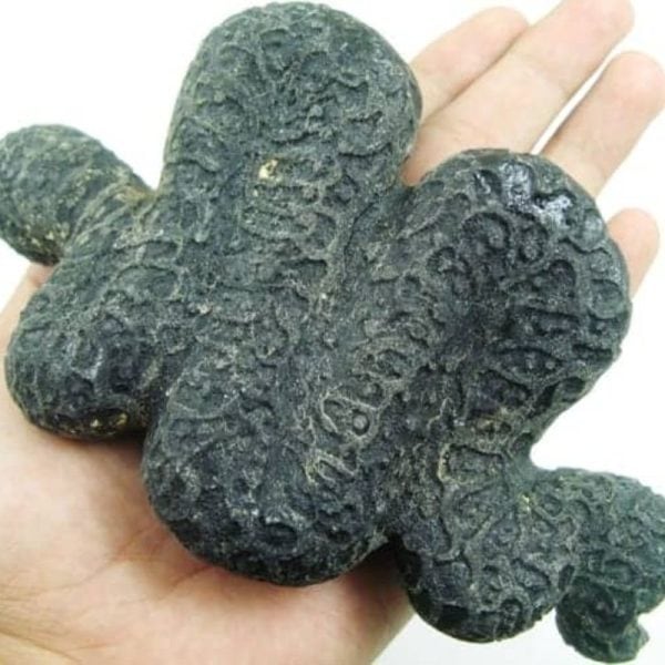 Snake Fossil - SF 15
