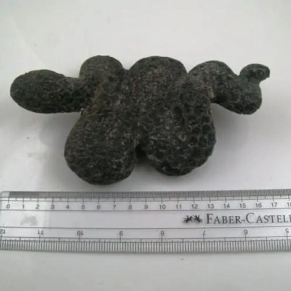 Snake Fossil - SF 15