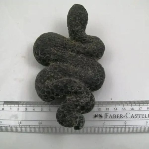 Snake Fossil - SF 15