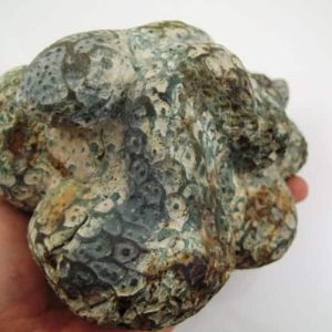 Snake Fossil - SF 14