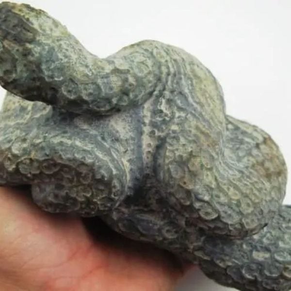 Snake Fossil - SF 12