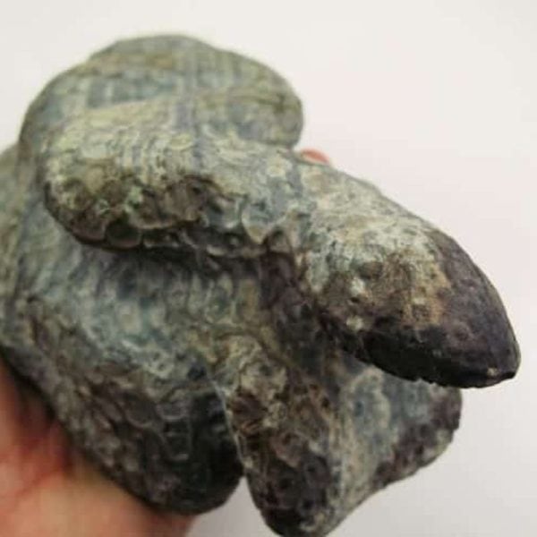 Snake Fossil - SF 12