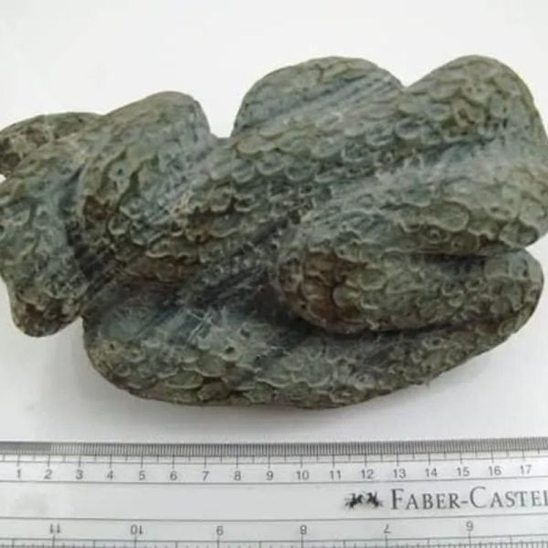 Snake Fossil - SF 12