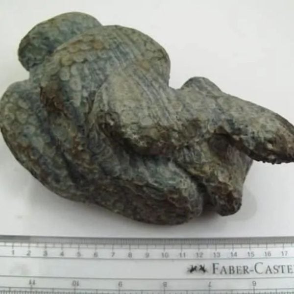 Snake Fossil - SF 12