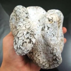 Snake Fossil - SF 9