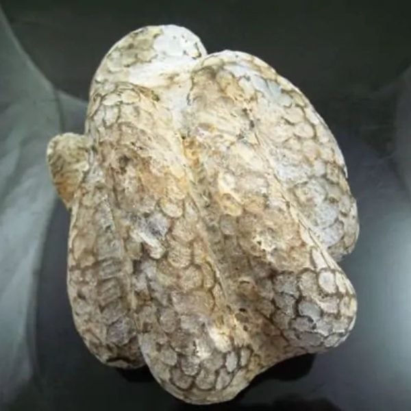 Snake Fossil - SF 9 - Image 6