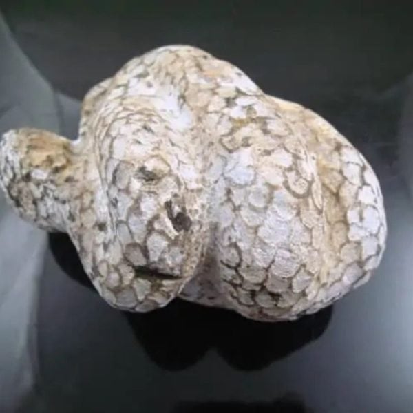 Snake Fossil - SF 9 - Image 5