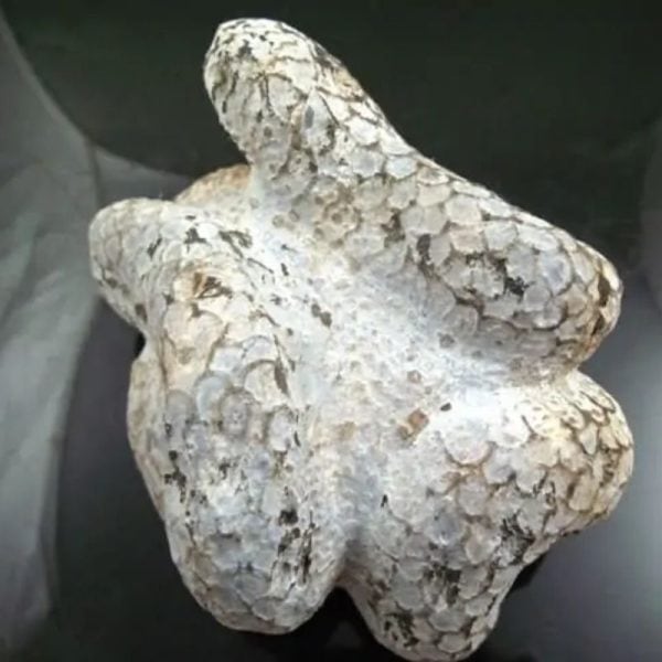 Snake Fossil - SF 9 - Image 4
