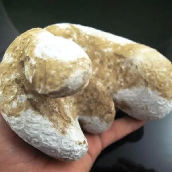 Snake Fossil - SF 8