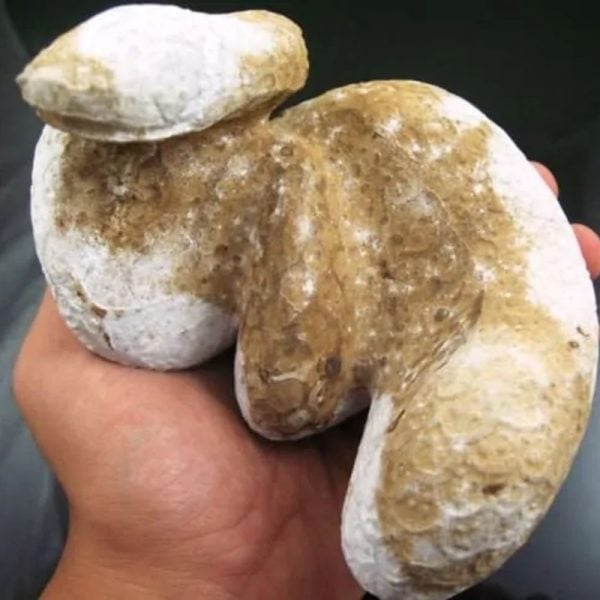 Snake Fossil - SF 8