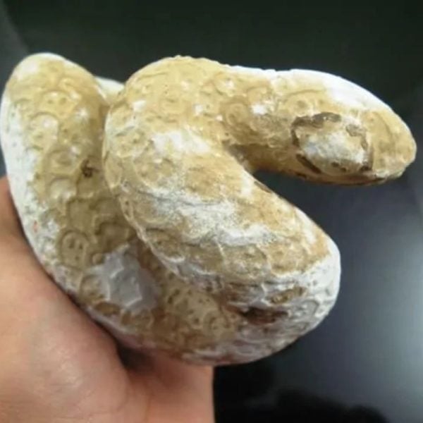 Snake Fossil - SF 8