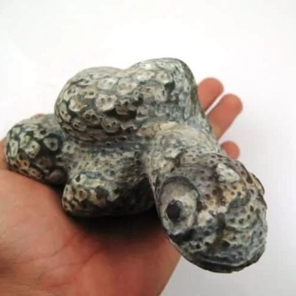 Snake Fossil - SF 7