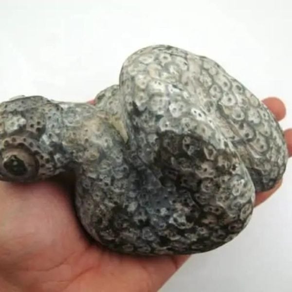 Snake Fossil - SF 7